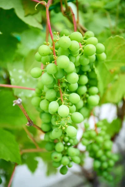 Uvas maduras en rama con hojas en la región vinícola — Foto de Stock
