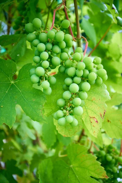 Rijpe druiven op tak met bladeren in wijnstreek — Stockfoto