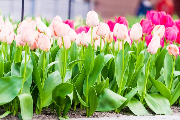 Kleurrijke tulpen in het voorjaar in de tuin — Stockfoto