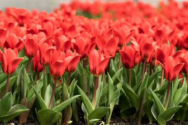 Tulipani colorati in primavera in giardino — Foto Stock