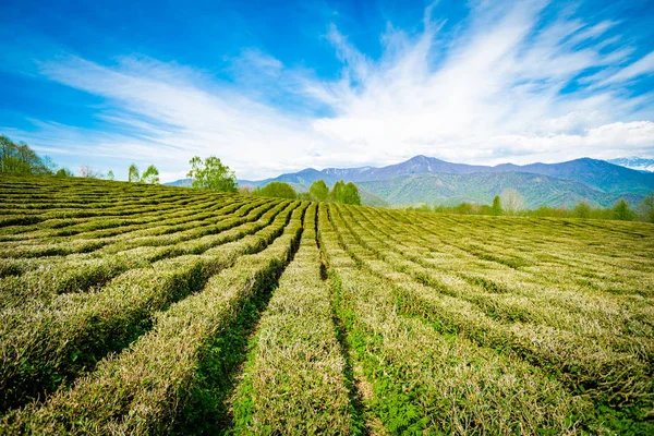 Plantações de chá de Krasnodar em Solokhaul — Fotografia de Stock