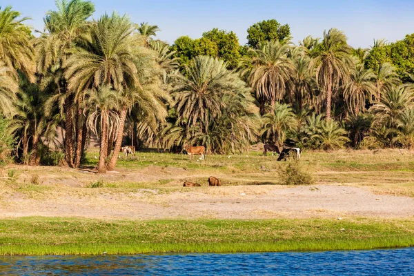 Widok na Nilu w Luksorze, Egipt — Zdjęcie stockowe
