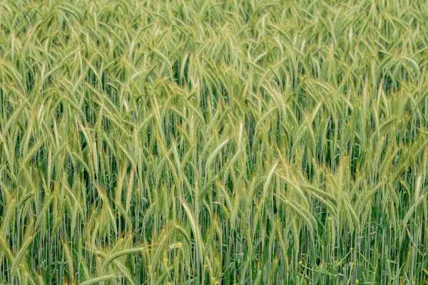 Panorama volado de trigo. campo rural — Foto de Stock