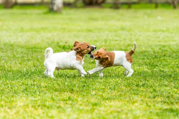 İki Jack Russell teriyeri oynuyor. İki harika jack russell pu — Stok fotoğraf