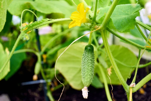 In the greenhouse grows a young cucumber — Stock Photo, Image