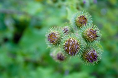 Tıbbi plantasyon burdock. Arctium lappa 