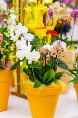 Orkide çiçeği. Phalaenopsis orkide. güzel çiçekler