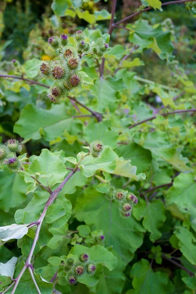 Floraison Grande Bardane. Arctium lappa — Photo