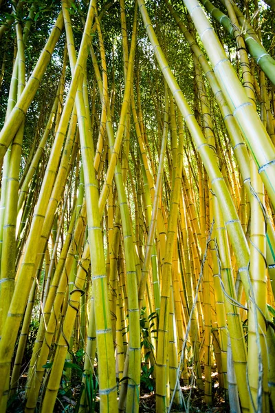 竹林。自然背景。竹厂 — 图库照片