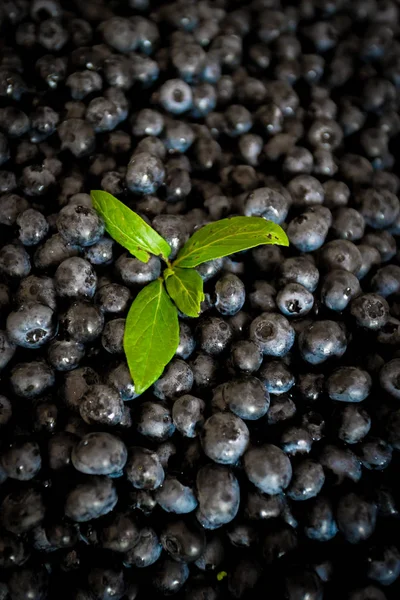 Fresh raw blueberries as background, top view — Stock Photo, Image