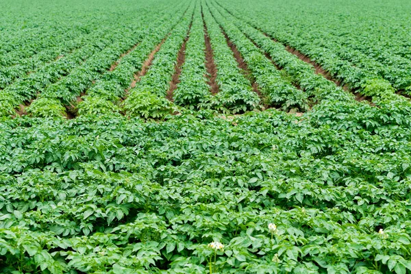 Potato field with green shoots of potatoes — Stock Photo, Image