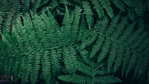 Groene bladeren patroon achtergrond, Natuurlijke achtergrond — Stockfoto