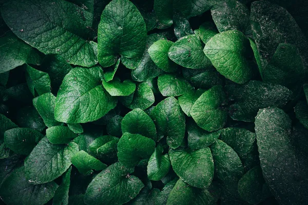 Fondo de patrón de hojas verdes, Fondo natural — Foto de Stock