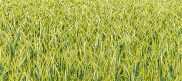 Campo de trigo verde y día soleado — Foto de Stock