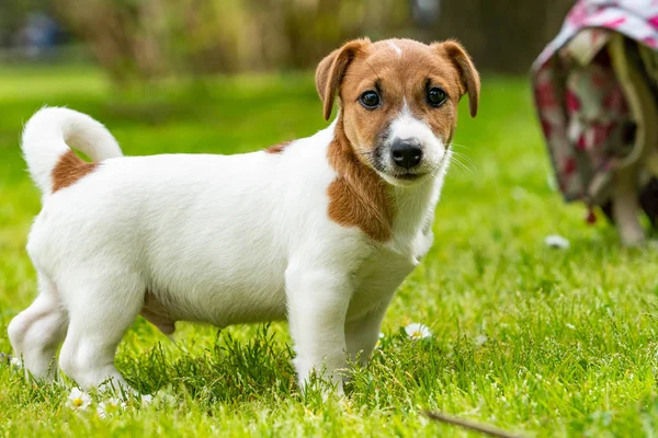 Jack Russel on meadow — стоковое фото