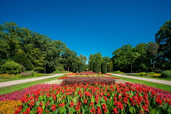 Veel bloemen in het Park op een zonnige dag — Stockfoto