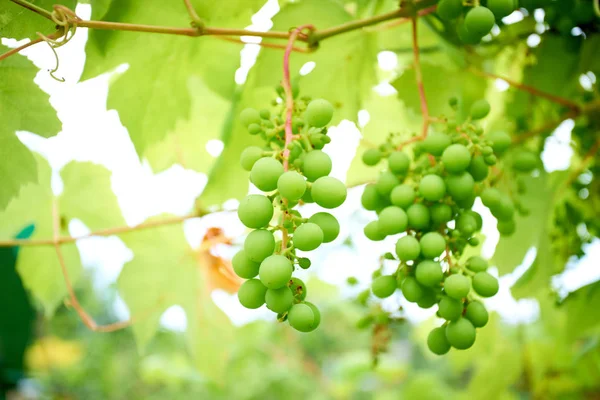 Uvas maduras en rama con hojas en la región vinícola — Foto de Stock