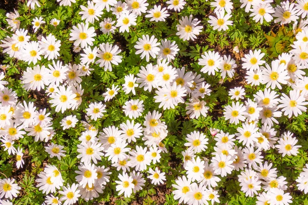 Beautiful closeup of field of white  daisy blossoms — Stock Photo, Image