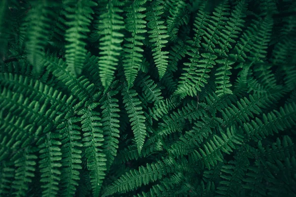 Texture des feuilles vertes. feuillage vert foncé fond nature Images De Stock Libres De Droits