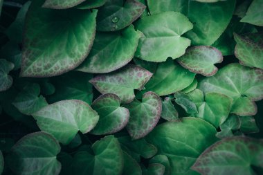 Yeşil yaprakları doku. koyu yeşil yeşillik doğa arka plan