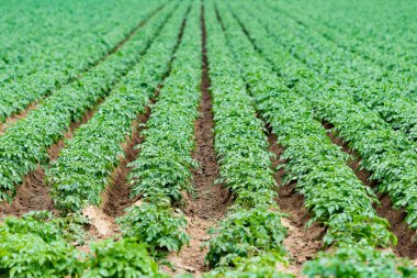 patates alan yeşil sürgünler patates ile