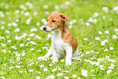 çayır üzerinde Jack Russel