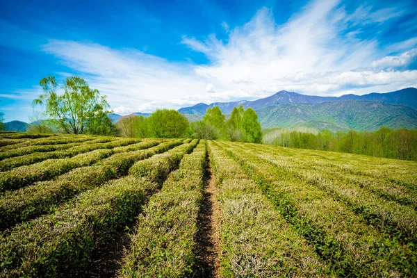 Teeplantagen im Tal zwischen den Hügeln — Stockfoto