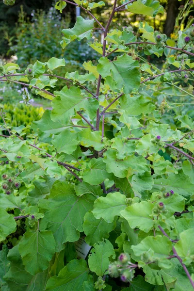 Floraison Grande Bardane. Arctium lappa — Photo