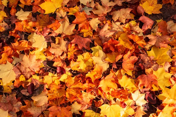 Foglie di autunno sfondo. foglie d'acero autunnale — Foto Stock