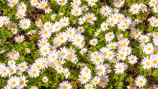 Field chamomiles flowers . Beautiful nature scene — Stock Photo, Image