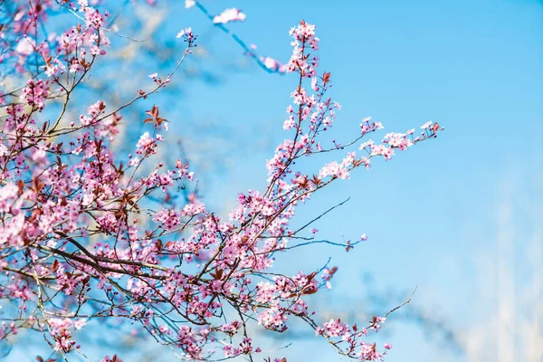 Blüte im Frühling, Frühlingsblumen — Stockfoto