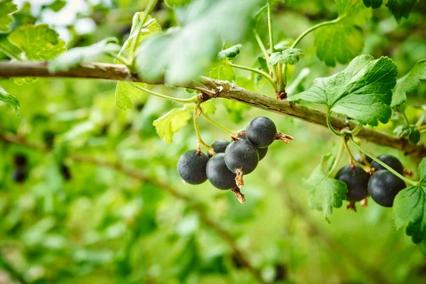 Gren av svarta vinbär i trädgården — Stockfoto