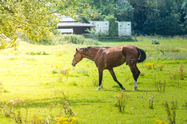 Vackra kastanj hästar på en gård — Stockfoto