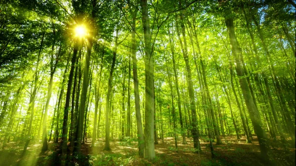 Panorama of a beautiful forest at sunrise — Stock Photo, Image