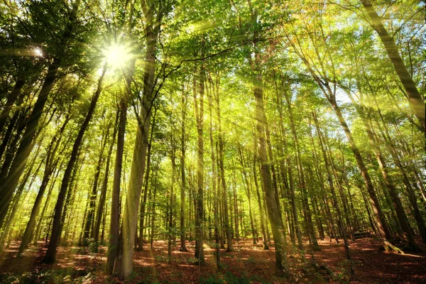 Panorama d'une belle forêt au lever du soleil — Photo