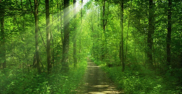 森のパノラマと太陽の光と — ストック写真