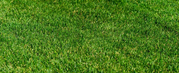 Bakgrund av ett grönt gräs. Grönt gräs struktur — Stockfoto