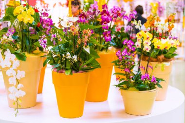 Orkide çiçeği. Phalaenopsis orkide. güzel çiçekler