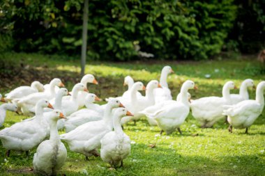 Evcil beyaz kaz sürüsü. Beyaz Evcil Kazlar 