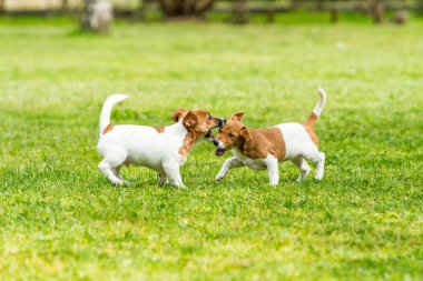 İki Jack Russell teriyeri oynuyor. İki harika jack russell pu