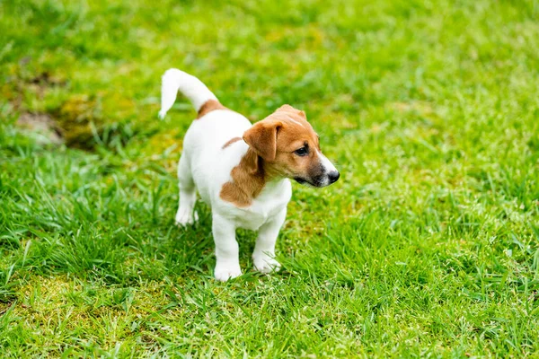 草の草原のジャックラッセル犬 — ストック写真