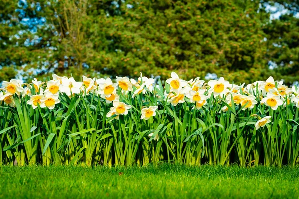 Many narcissus flowers blooming in garden — Stock Photo, Image
