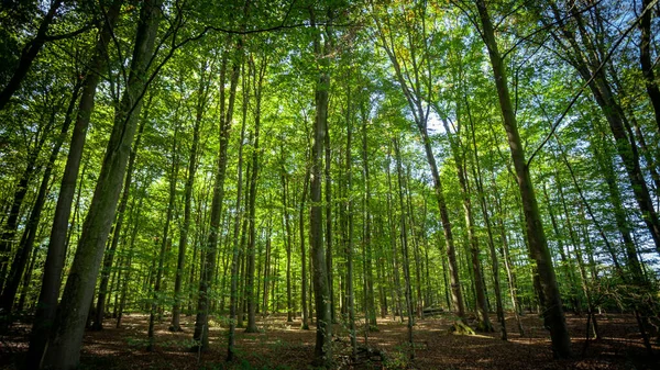 Forest trees. nature green wood — Stock Photo, Image