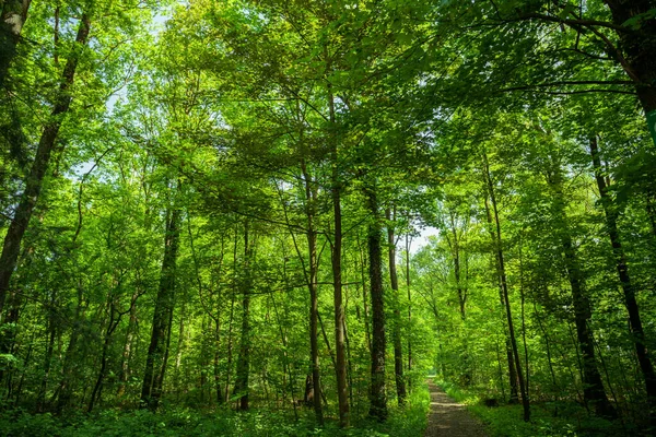 Forest trees. nature green wood — Stock Photo, Image