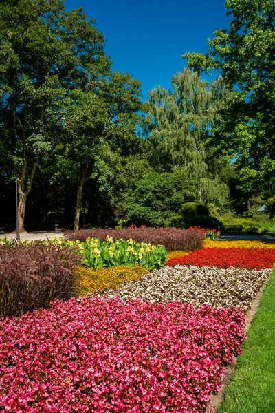 Muitas flores no parque num dia ensolarado — Fotografia de Stock