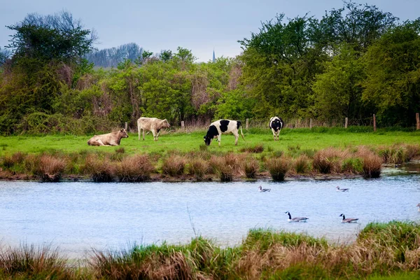 Vacas em pastoral por rio. Vacas em um prado de verão verde — Fotografia de Stock