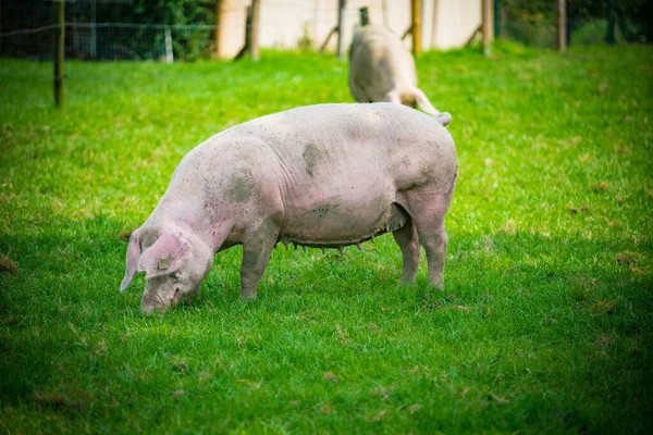 Портрет свиньи. Свинья на свиноферме — стоковое фото