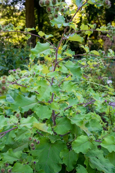 Bardane de plantation médicinale. Arctium lappa — Photo