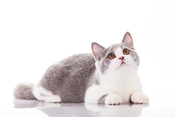 Petit chaton gris isolé sur fond blanc — Photo