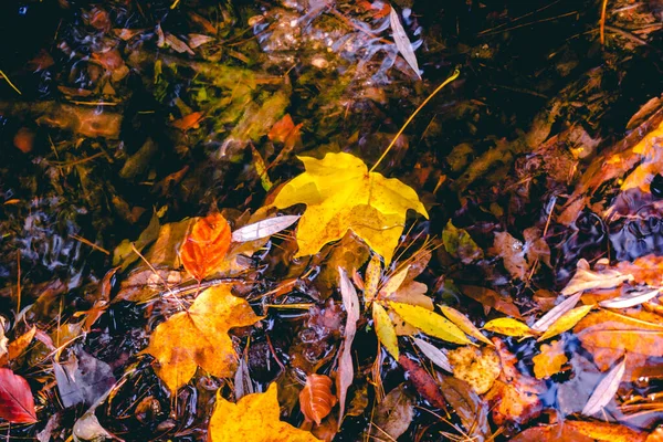 Φθινοπωρινά φύλλα στο νερό και βροχερός καιρός — Φωτογραφία Αρχείου